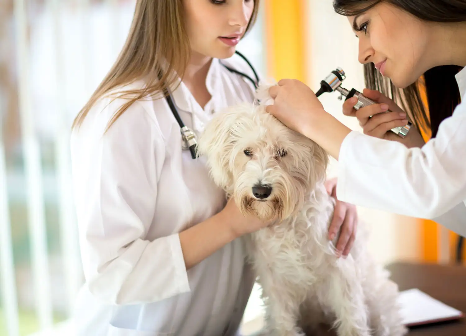 pets-and-pet-care-55